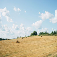 A picture of a golden field with hay bales.