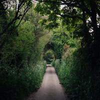 A picture of a countryside lane.